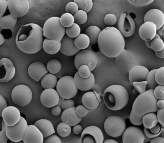 Pharmacology & Toxicology