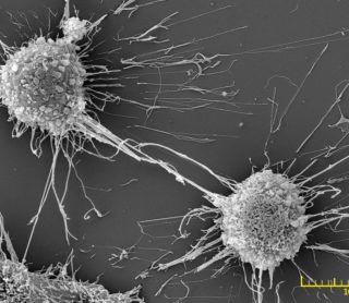 Cell & Tissue morphology