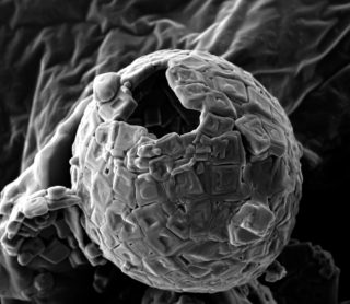 Environmental and Food Science