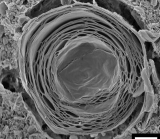 TESCAN SEM Solutions for Life Sciences