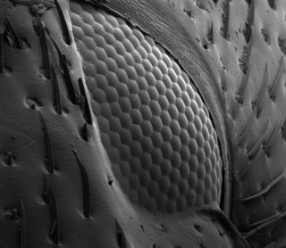 Zoology & Plant Science